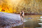 old female Rhodesian Ridgeback