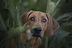 Rhodesian Ridgeback Puppy