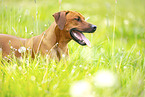 adult Rhodesian Ridgeback