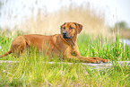 adult Rhodesian Ridgeback