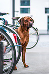 Rhodesian Ridgeback