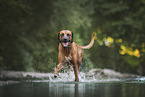 Rhodesian Ridgeback