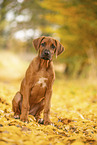 Rhodesian Ridgeback Puppy