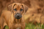 Rhodesian Ridgeback Puppy