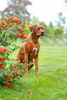 Livernose Rhodesian Ridgeback