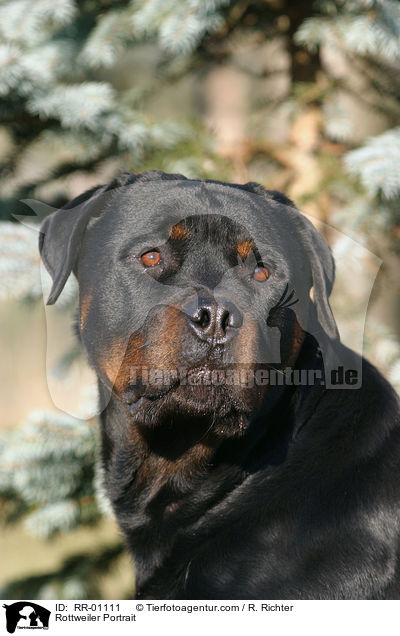 Rottweiler Portrait / RR-01111