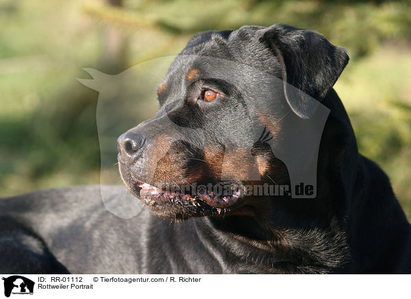 Rottweiler Portrait / Rottweiler Portrait / RR-01112