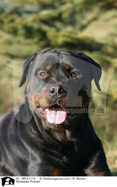 Rottweiler Portrait / RR-01114