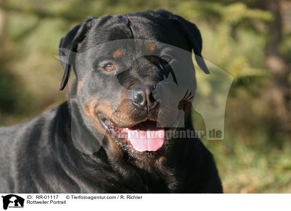 Rottweiler Portrait / RR-01117