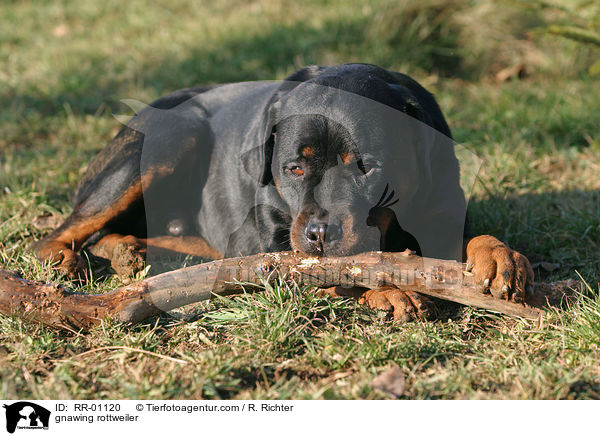 gnawing rottweiler / RR-01120