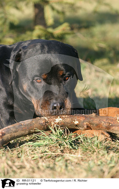 gnawing rottweiler / RR-01121
