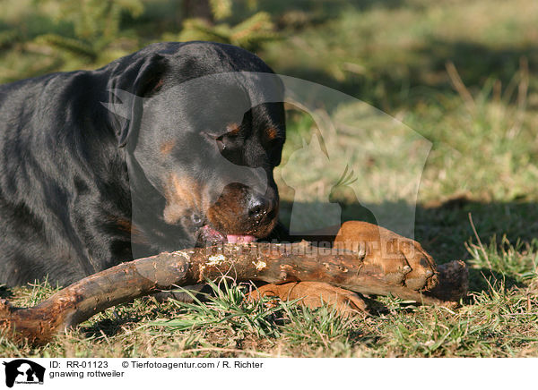 gnawing rottweiler / RR-01123