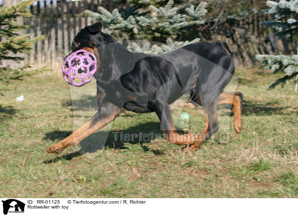 Rottweiler with toy / RR-01125