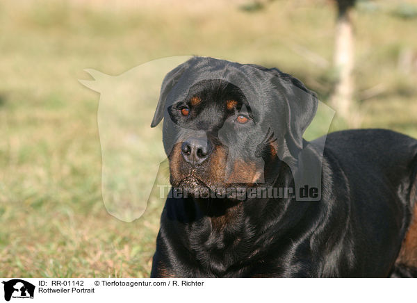 Rottweiler Portrait / RR-01142