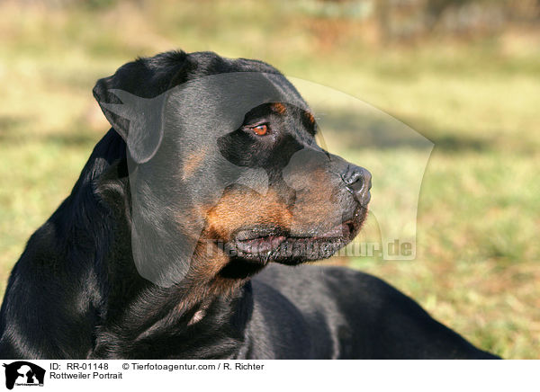 Rottweiler Portrait / RR-01148