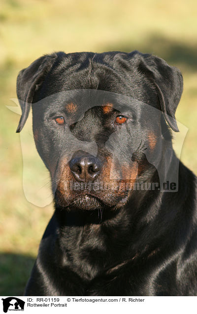 Rottweiler Portrait / RR-01159