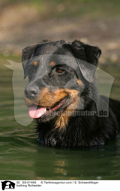 bathing Rottweiler / SS-01466