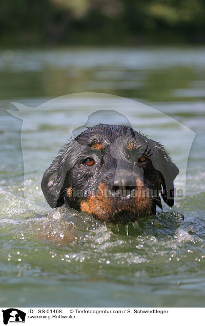 schwimmender Rottweiler / swimming Rottweiler / SS-01468