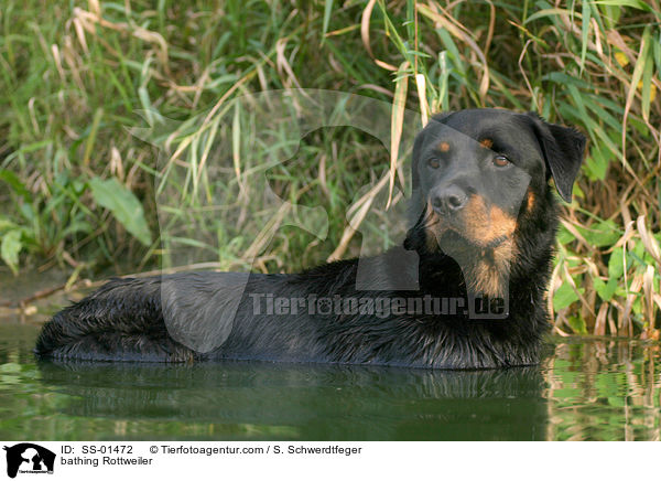 bathing Rottweiler / SS-01472