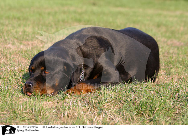lying Rottweiler / SS-00314