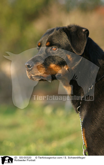 Rottweiler Portrait / SS-00320