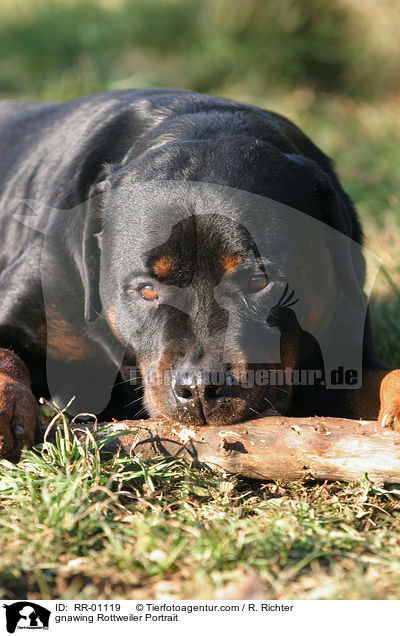 gnawing Rottweiler Portrait / RR-01119