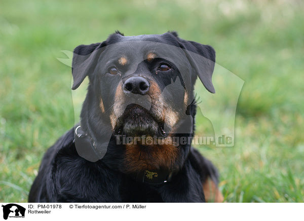 Rottweiler / PM-01978