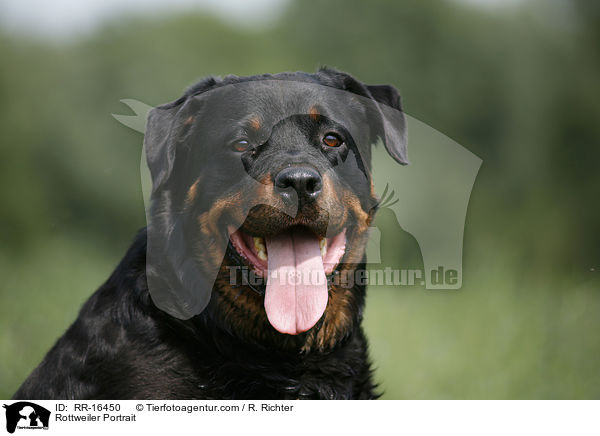 Rottweiler Portrait / RR-16450