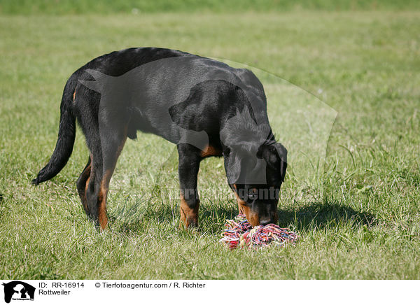 Rottweiler / Rottweiler / RR-16914