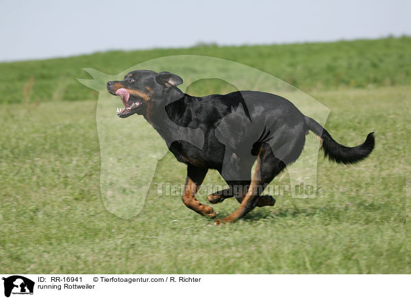 running Rottweiler / RR-16941