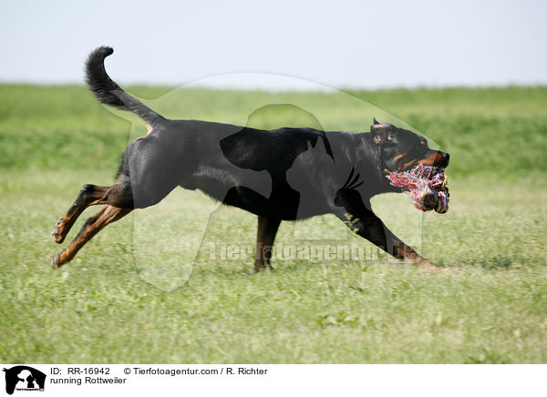 rennender Rottweiler / running Rottweiler / RR-16942