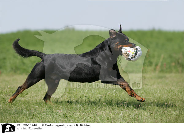 running Rottweiler / RR-16946