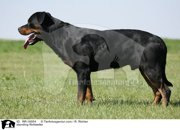 standing Rottweiler / RR-16954