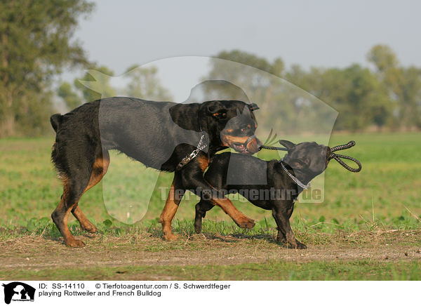 playing Rottweiler and French Bulldog / SS-14110
