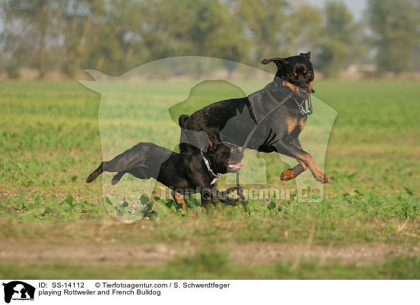 playing Rottweiler and French Bulldog / SS-14112