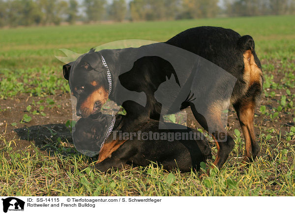 Rottweiler and French Bulldog / SS-14115
