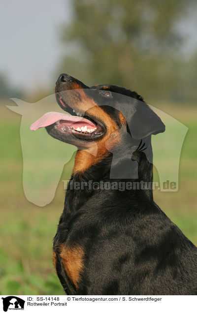 Rottweiler Portrait / SS-14148