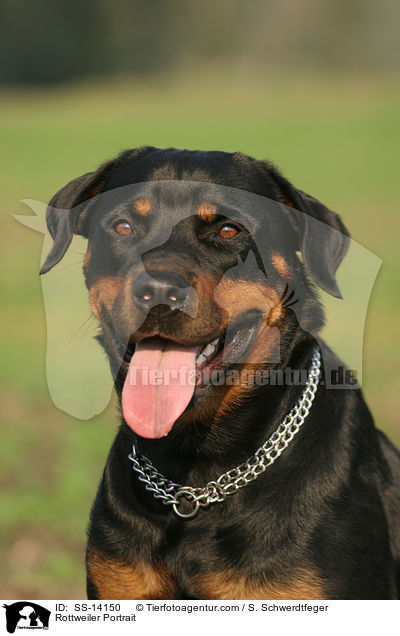 Rottweiler Portrait / SS-14150
