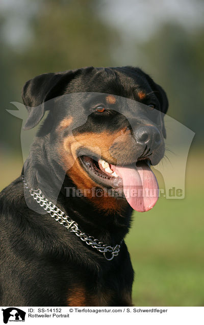 Rottweiler Portrait / SS-14152