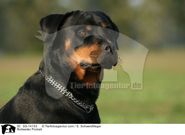 Rottweiler Portrait / SS-14153
