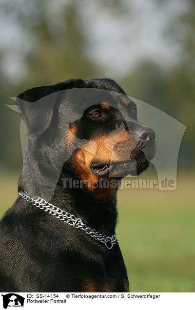 Rottweiler Portrait / SS-14154