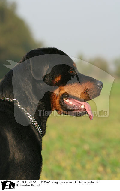 Rottweiler Portrait / Rottweiler Portrait / SS-14156