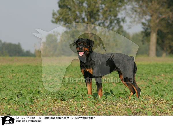 standing Rottweiler / SS-14159