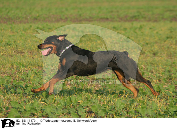 running Rottweiler / SS-14170