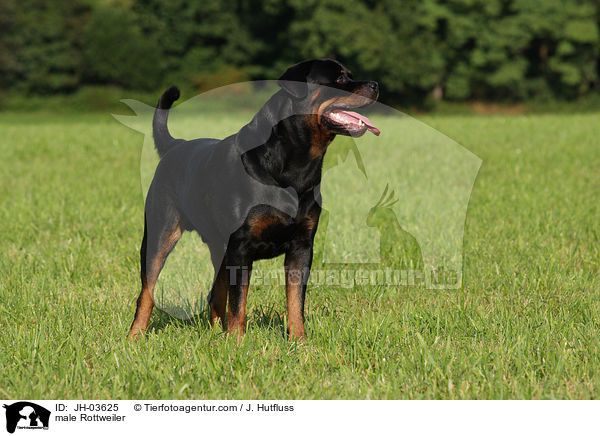 Rottweiler Rde / male Rottweiler / JH-03625