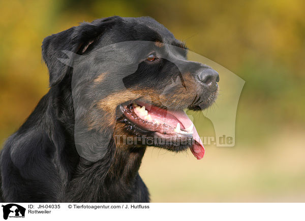 Rottweiler Hndin / Rottweiler / JH-04035