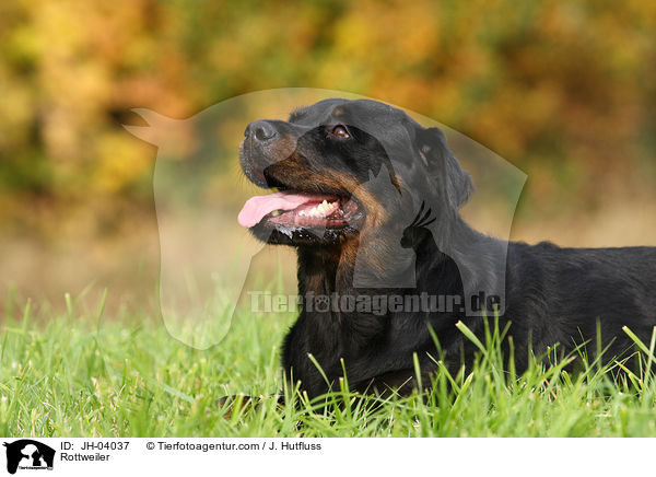 Rottweiler Hndin / Rottweiler / JH-04037