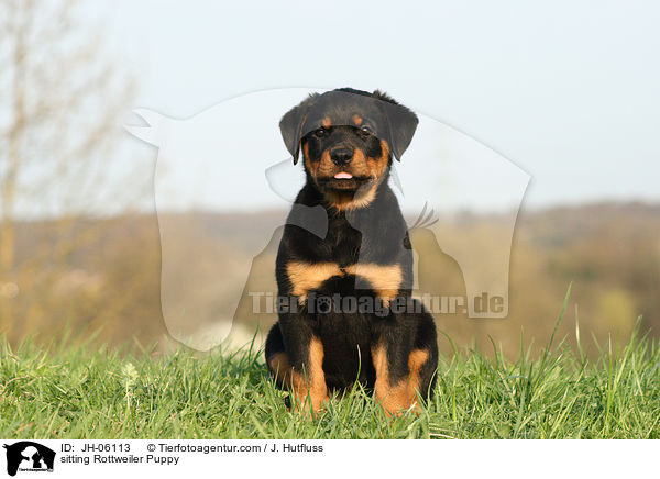 sitzender Rottweiler Welpe / sitting Rottweiler Puppy / JH-06113