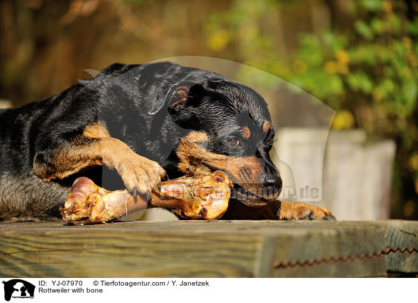 Rottweiler mit Knochen / Rottweiler with bone / YJ-07970