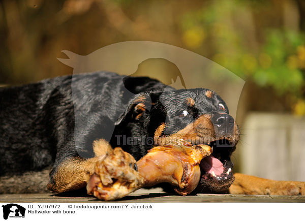 Rottweiler mit Knochen / Rottweiler with bone / YJ-07972